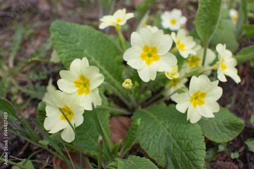 Fototapeta Blooming yellow primrose flowers macro closeup Primula vulgaris blossoms primros