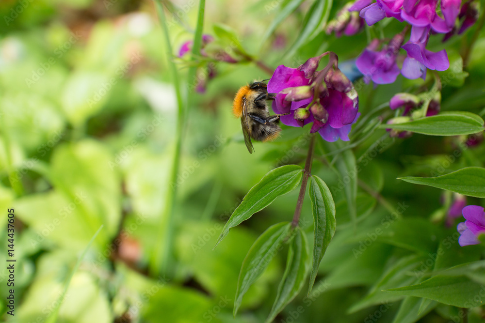 Garden pea purple spring flower with Bumblebee