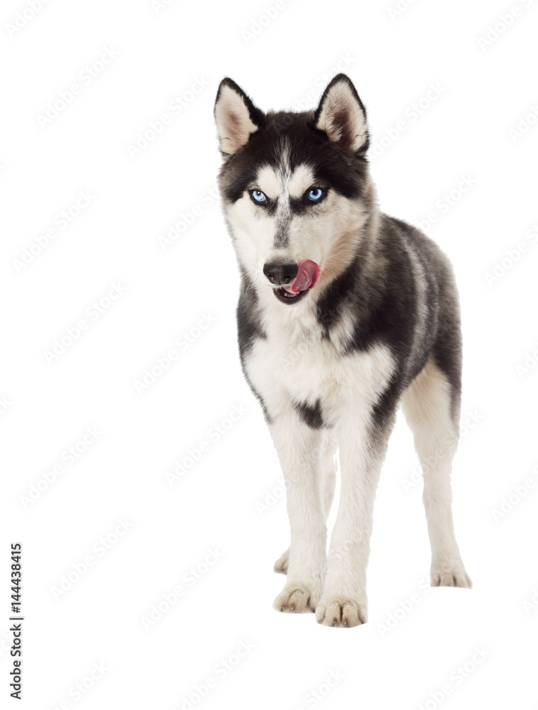 Siberian husky dog