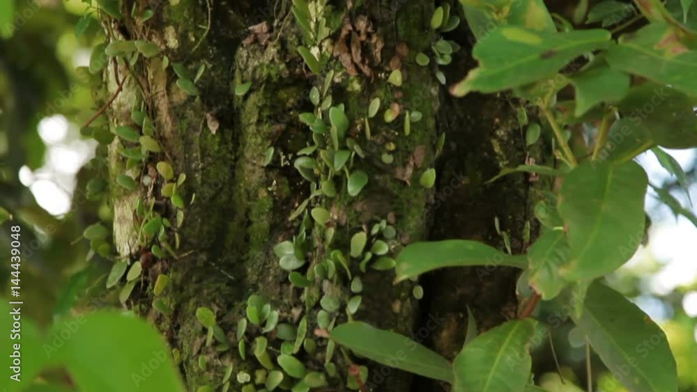 Vines wrap around tree trunk. Nature in Bali, Indonesia. Vines wrap around tree trunk. Nature in Bali, Indonesia.