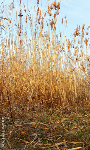 Cuadro en lienzo High dry grass