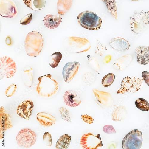 Natural pattern of shells isolated on white background. Flat lay. Top view.