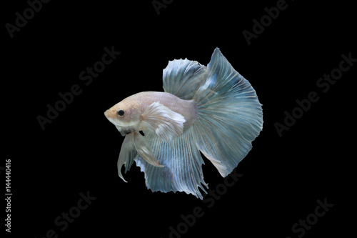 white betta fish isolated on black background. (Thai betta's)