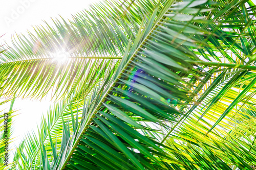 Palm leaves and sunlight in tropics. Tropical palms