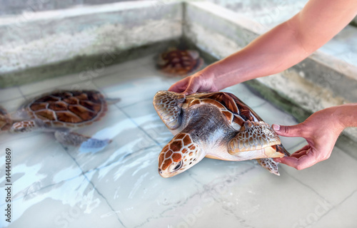 the loggerhead turtle in hand over pool with turtles on the turtle farm photo