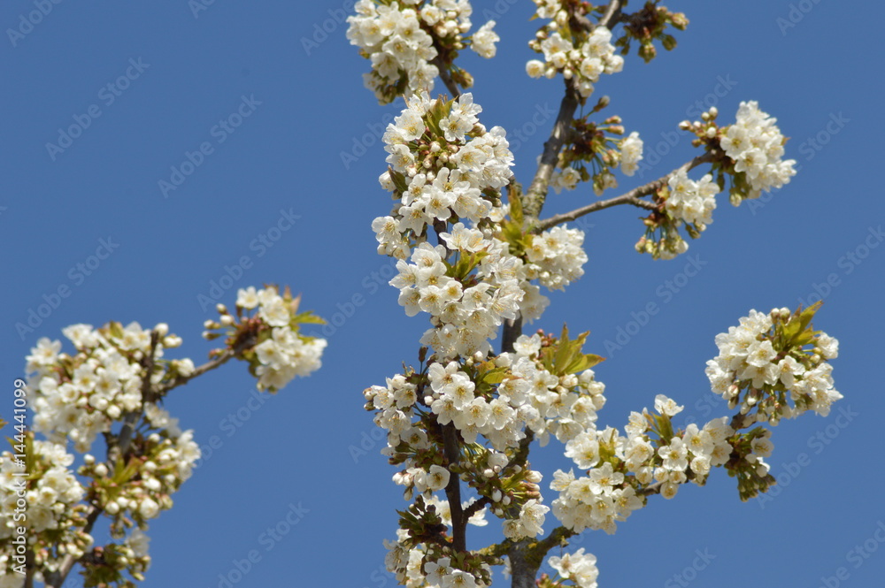 Bäume im Frühling Bäume im Frühling