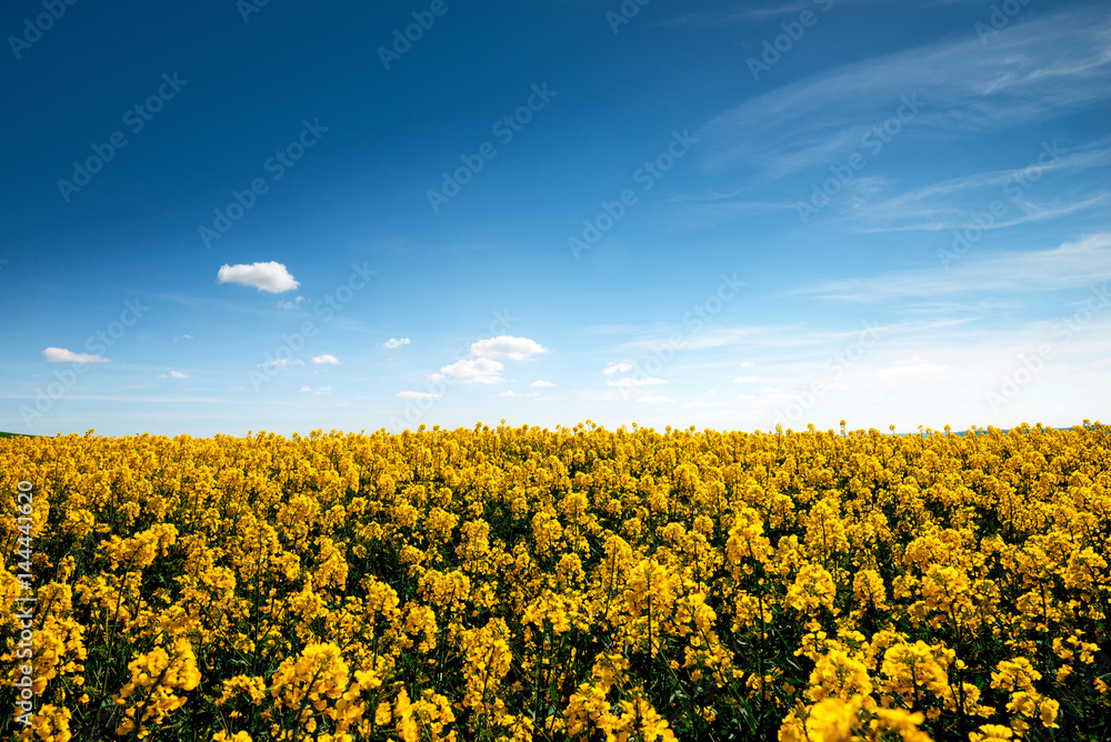 Fototapeta premium colza en fleur