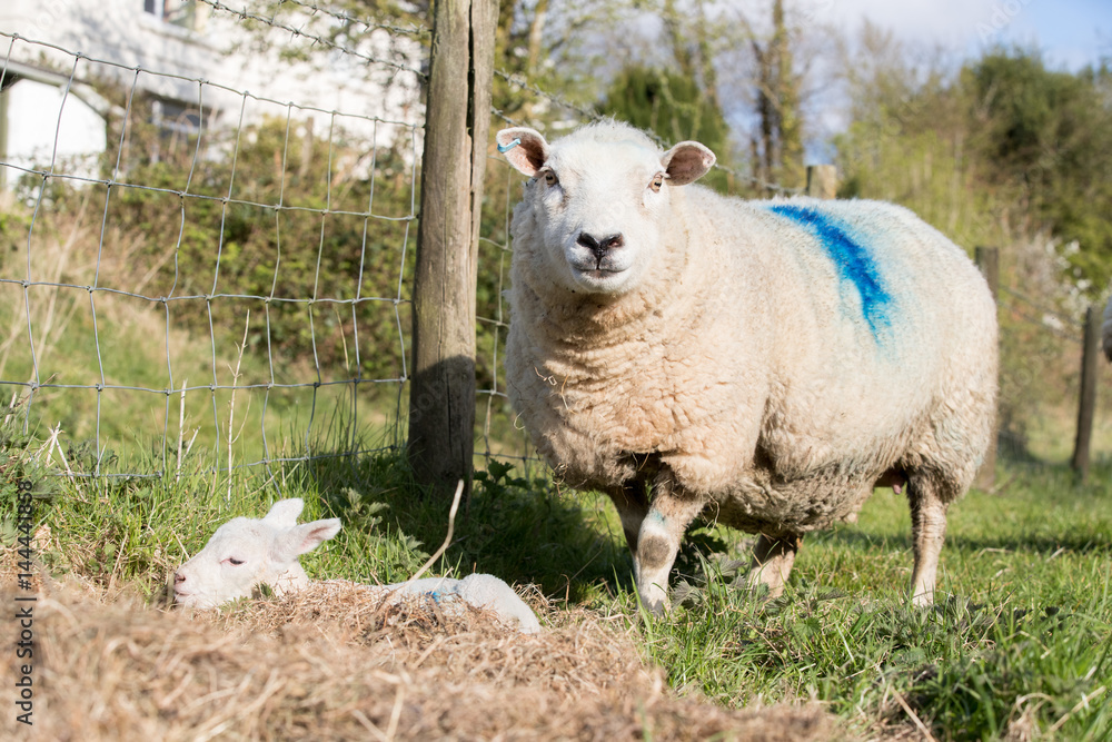 Obraz premium Mother sheep protects her young lamb outside