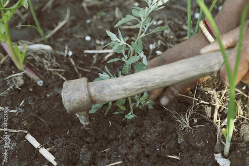 woman hands digging planting on farm photo