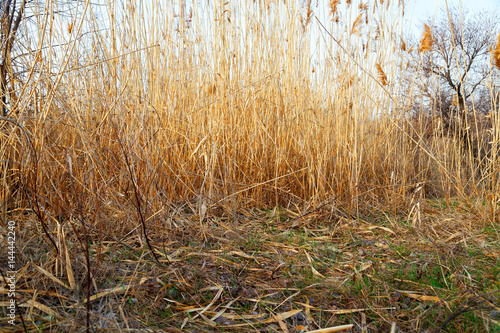 Fotografía High dry grass