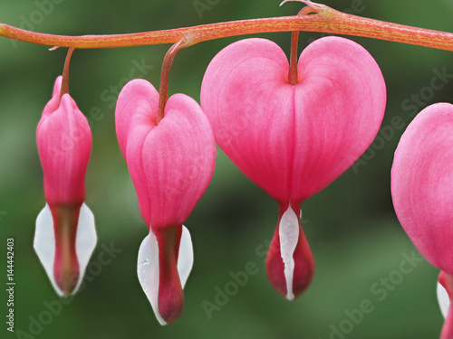 Spring flowers series, Bleeding Heart flower, Dicentra spectabilis