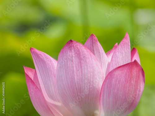 Summer flowers series, beautiful pink lotus flowers.