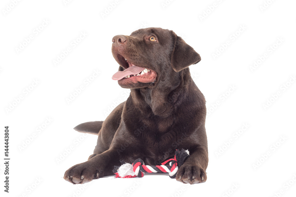 Brown Labrador Dog
