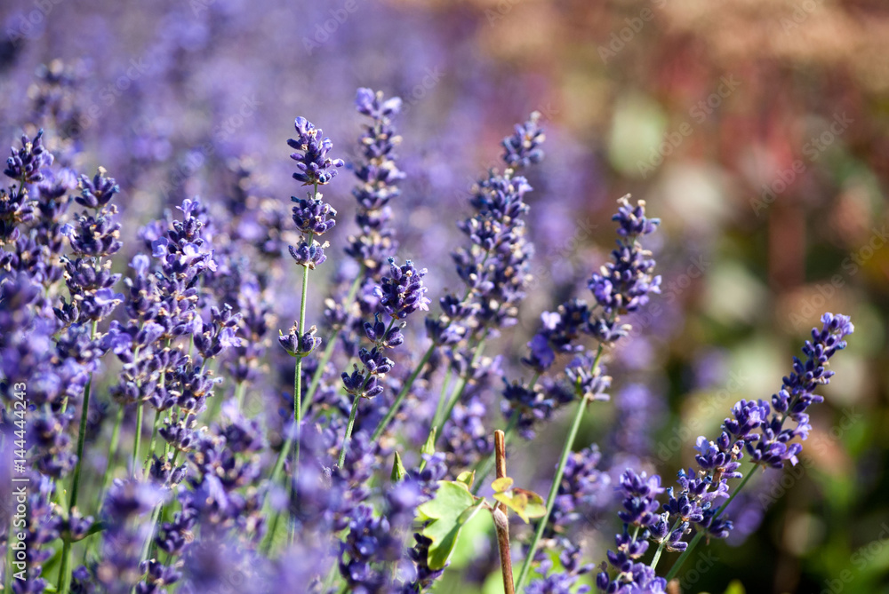Fototapeta premium Lavendel