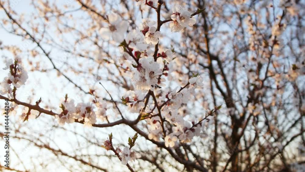 Blooming tree on sunset. White flowers on a tree in the spring park. Spring garden Blooming tree on sunset. White flowers on a tree in the spring park. Spring garden