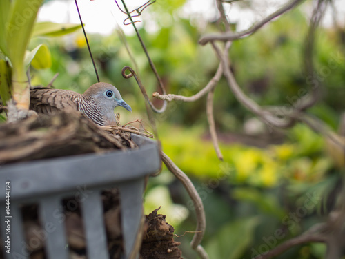 Dove Nesting in The Orchid Pot photo