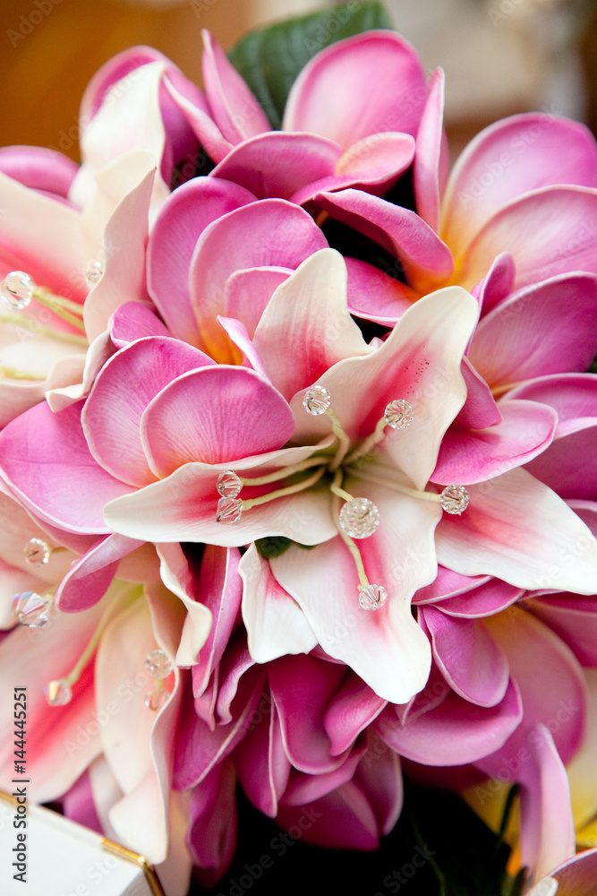 Pink Lily Flowers
