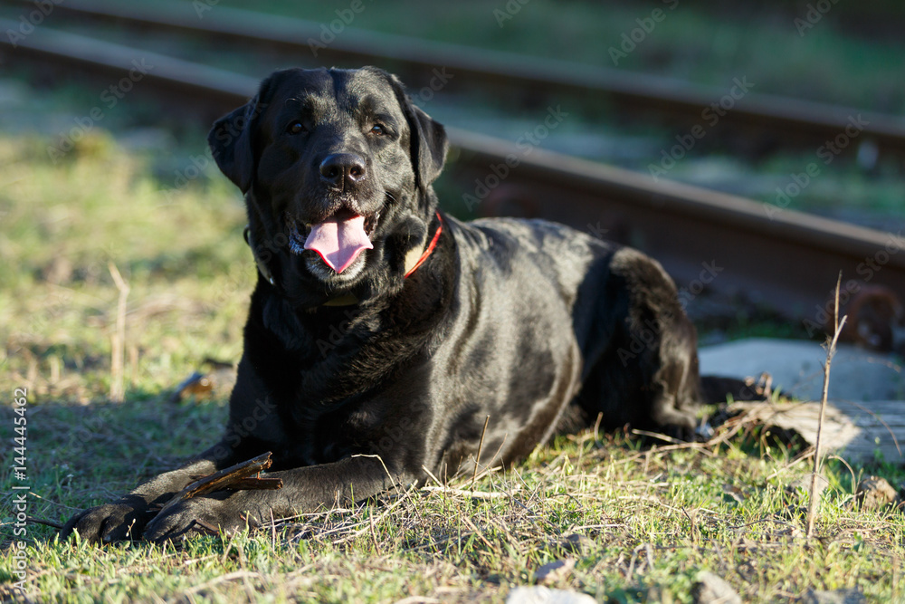 Black Labrador lying and looking for a master.