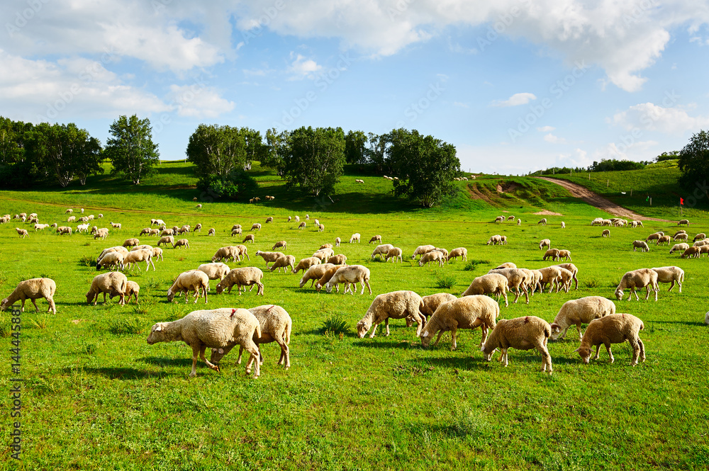 The flock of sheep on the grassland.