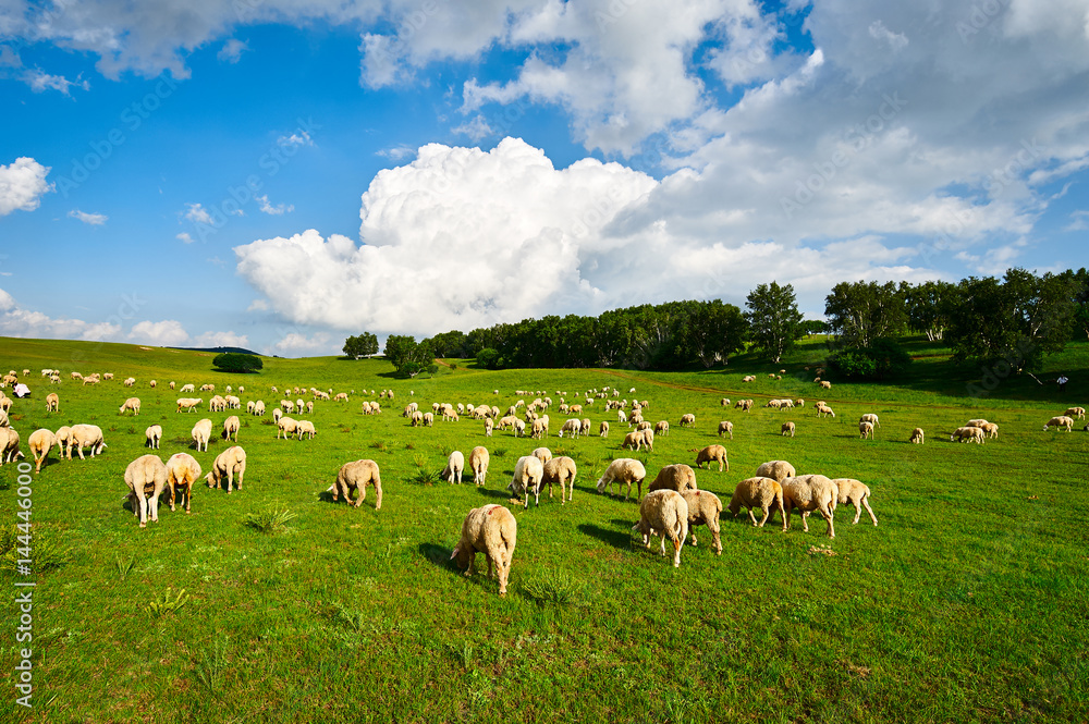 Obraz premium The flock of sheep on the grassland.