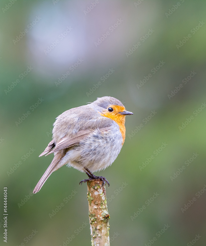 Robin Robin