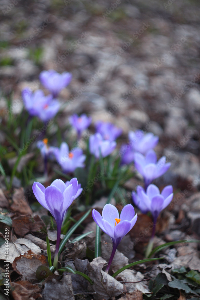 Violet crocuses on a glade with last year's foliage Violet crocuses on a glade with last year's foliage