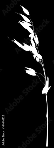 oat ear white silhouette on black background