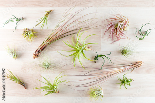 Top view on different tillandsia air plants on wooden background 