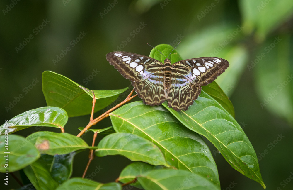 The Clipper, Parthenos sylvia, a species of nymphalid butterfly The Clipper, Parthenos sylvia, a species of nymphalid butterfly