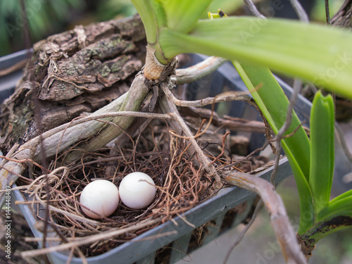 Eggs Dove Nest in a Nest photo