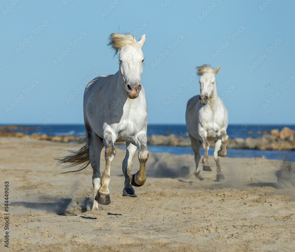 White Camargue Horses galloping along the beach in Parc Regional de Camargue - Provence, France White Camargue Horses galloping along the beach in Parc Regional de Camargue - Provence, France