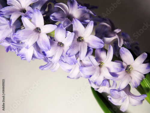 Purple violet hyacinth flower nature macro photo