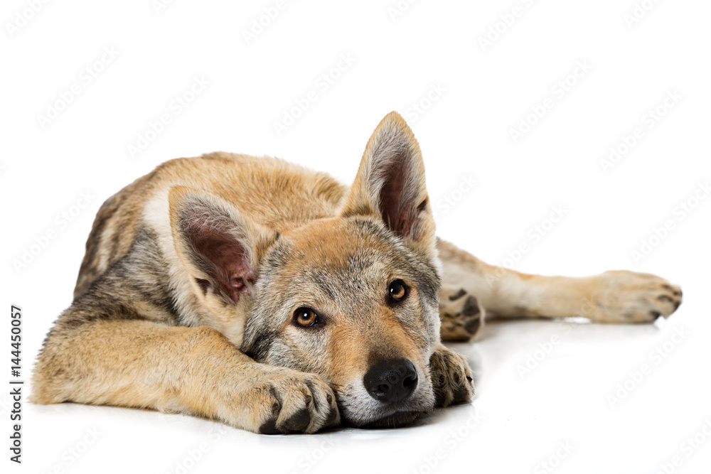 Obraz premium Junger Wolfshund