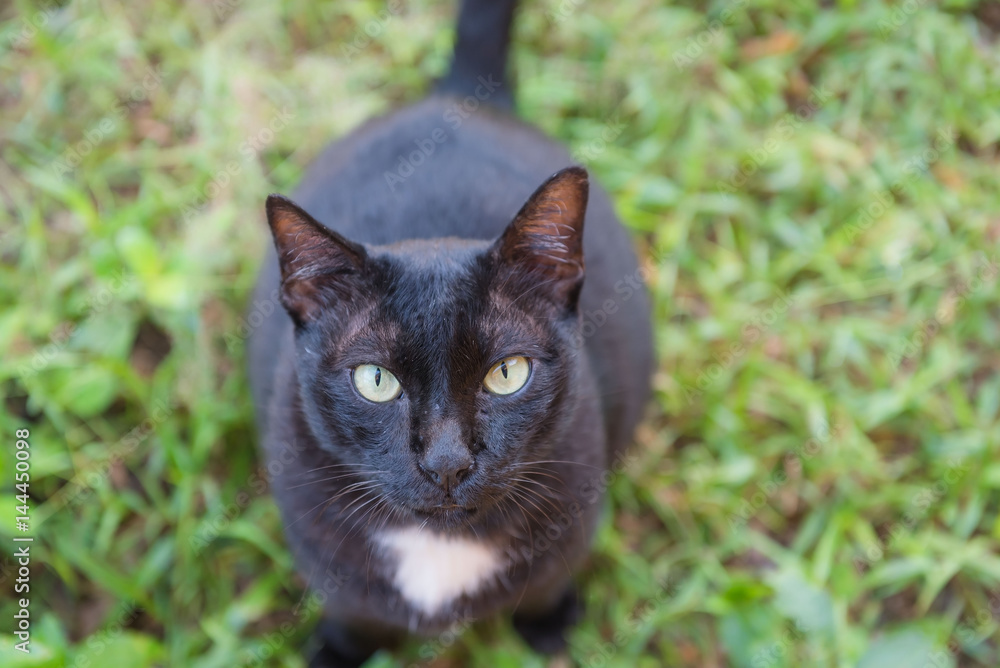 Fototapeta premium Black cat sitting and looking in the garden .