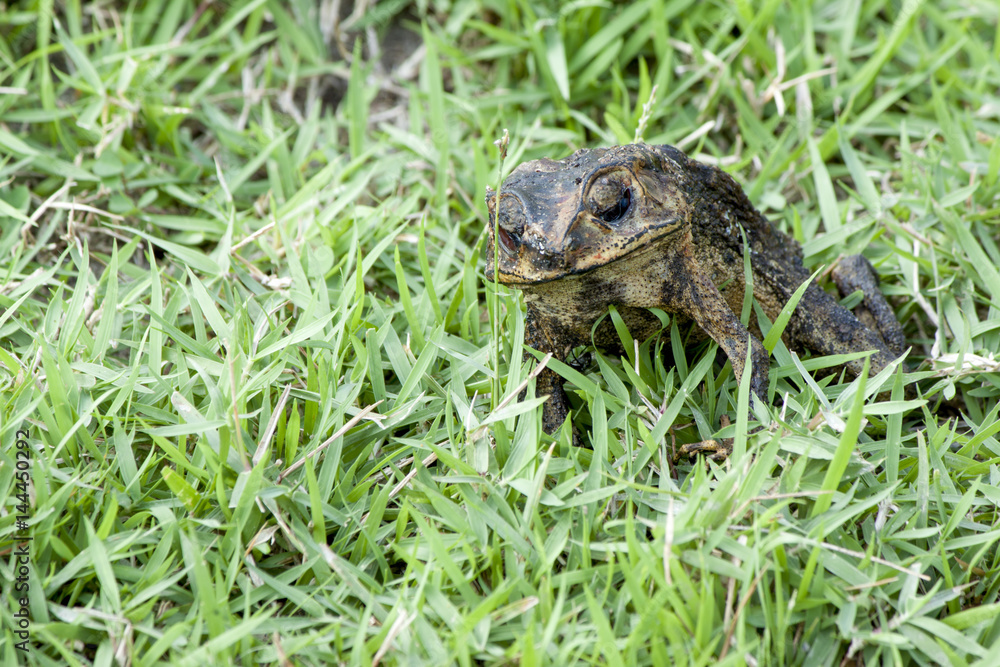 Toad stand dead on green grass. Toad stand dead on green grass.