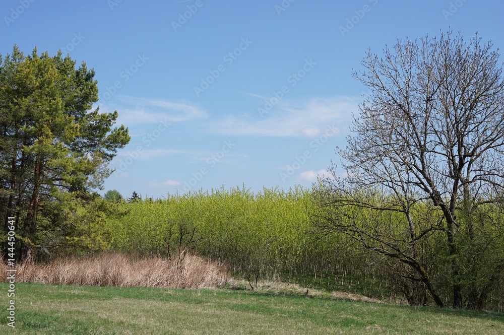 Es wird langsam grün: Wald- und Wiesenlandschaft in Starnberg Es wird langsam grün: Wald- und Wiesenlandschaft in Starnberg