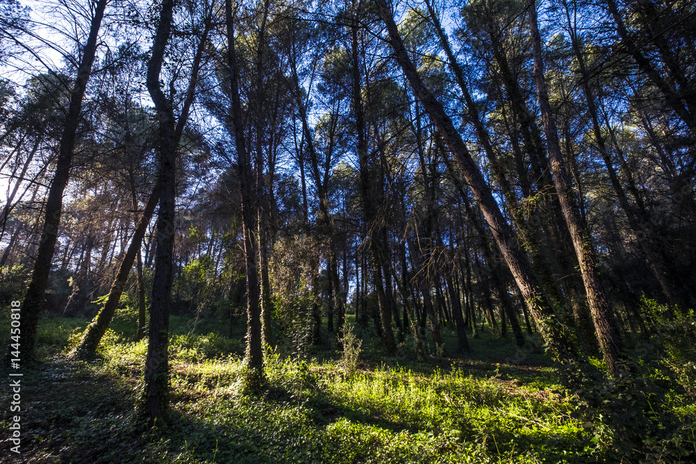 Volpelleres forest at Sant Cugat del Valles Barcelona Spain Volpelleres forest at Sant Cugat del Valles Barcelona Spain