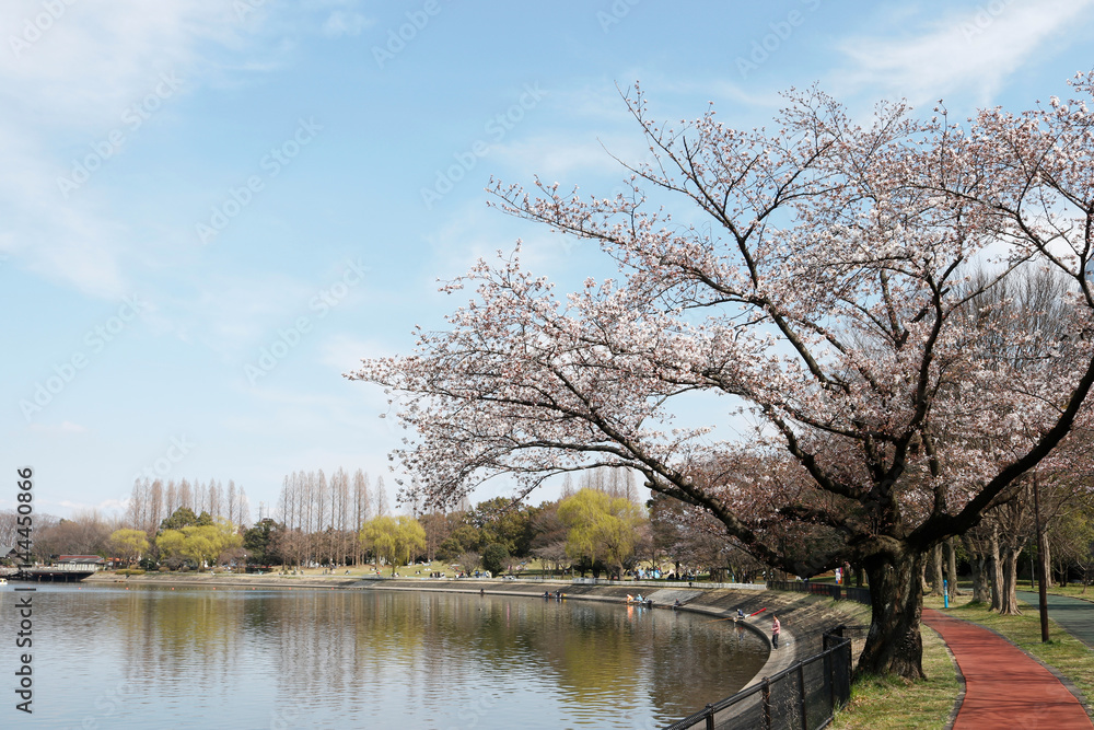 桜 公園 池 空 春