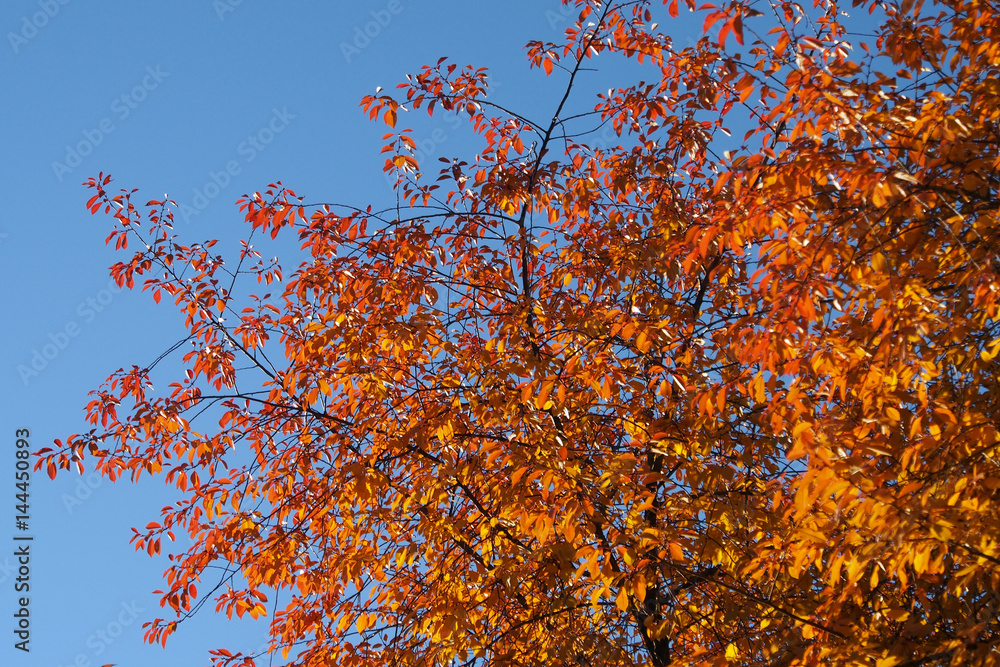 Golden autumn tree on blue sky background. Yellow leaves on branches with autumn coloring of nature. Golden autumn tree on blue sky background. Yellow leaves on branches with autumn coloring of nature.