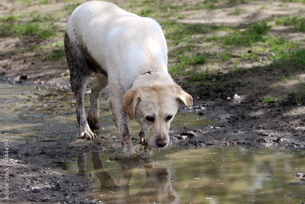 Fototapeta premium Lustrzane