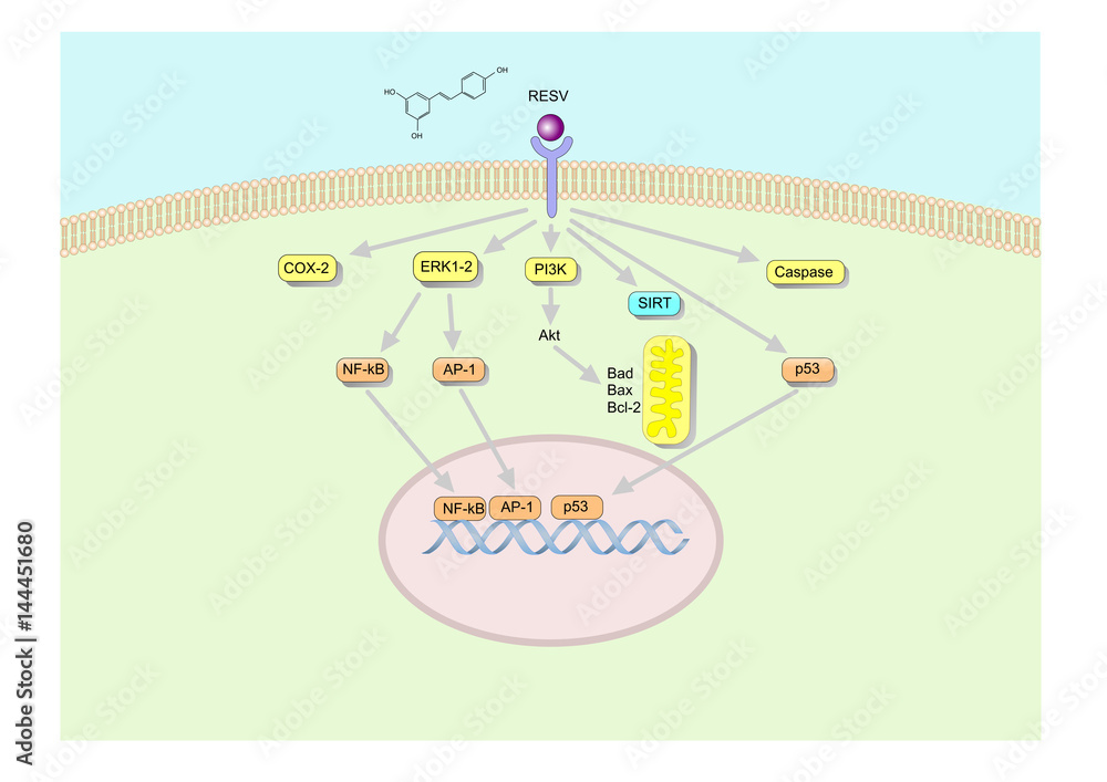 main mechanism of action of resveratrol, found in grapes and red wine ...
