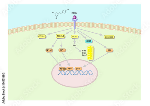 main mechanism of action of resveratrol, found in grapes and red wine.