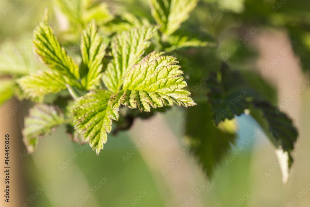 leaves of raspberry plant in spring leaves of raspberry plant in spring