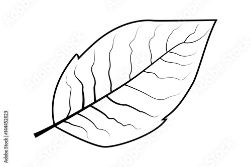 tobacco leaf vector illustration 