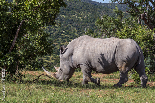 white rhinoceros   Ceratotherium simum  