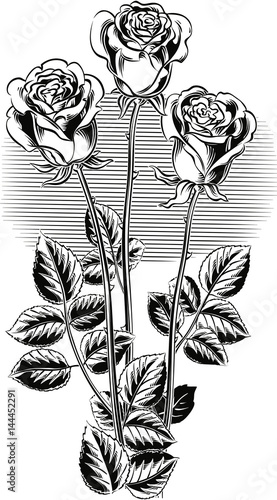 Three roses with their stems and leaves.