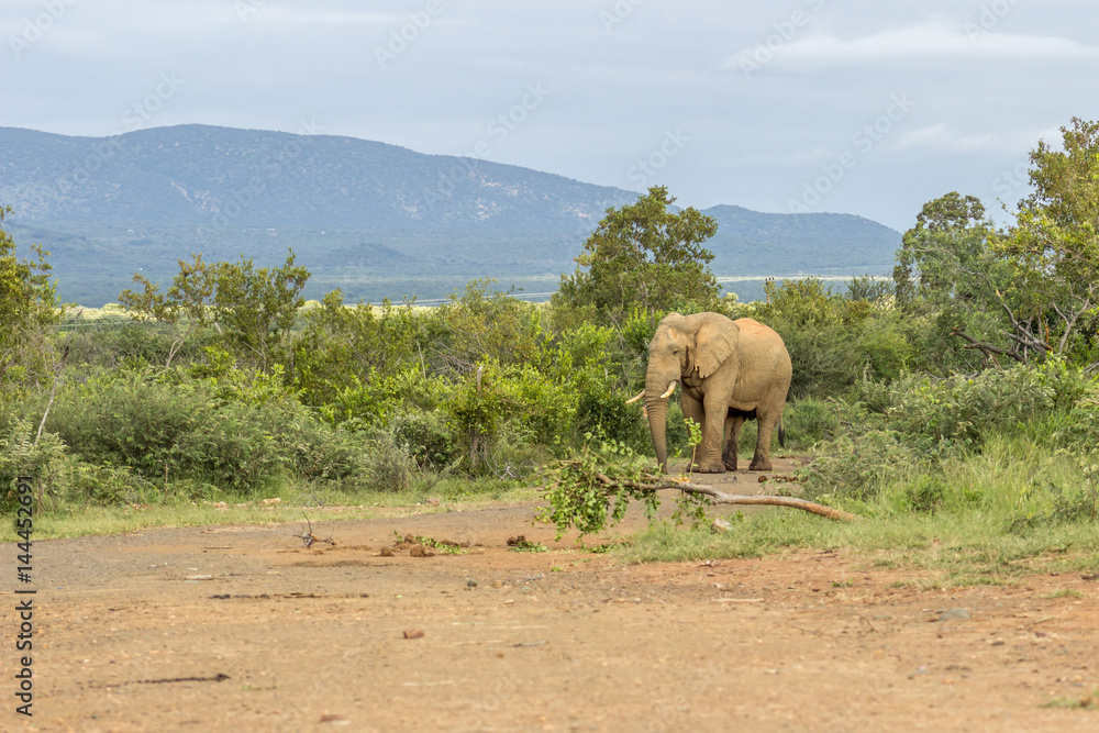 African bush elephant (Loxodonta africana) African bush elephant (Loxodonta africana)
