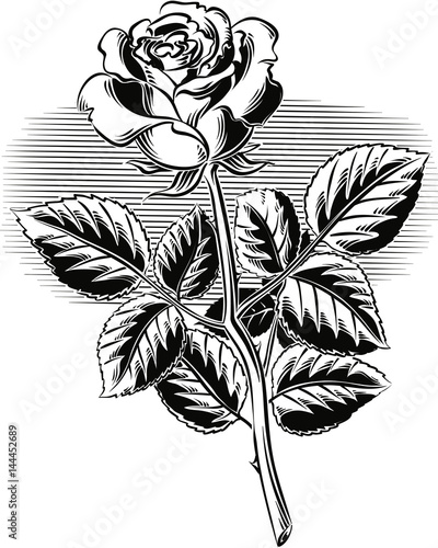 A rose with its stem and leaves.