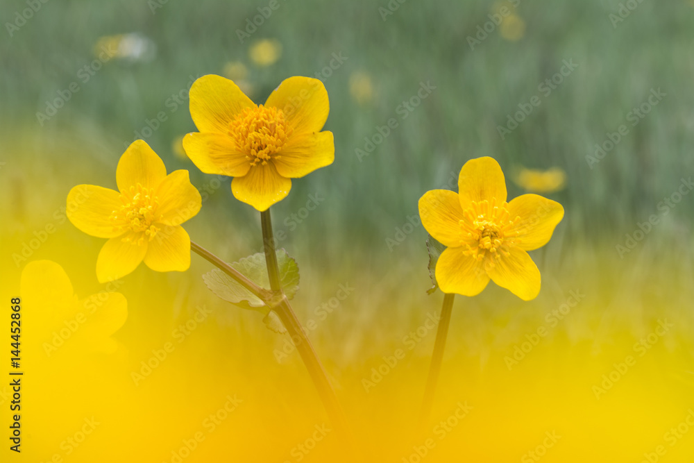 Obraz premium marsh marigold