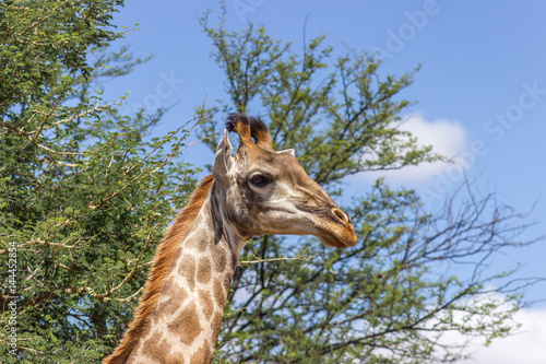 Southern Giraffe  Giraffa giraffa 